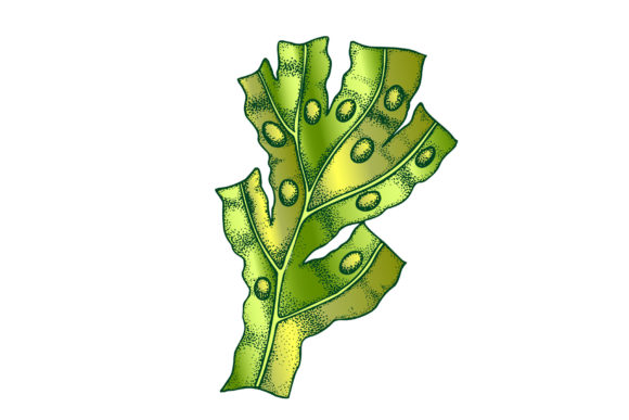 Decorative Algae Seaweed Coral Vintage: A Strategic Asset for Creative Workflows